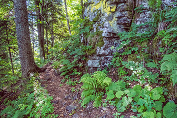 Rocks with moss, Hrb hill, Vepor mountains, Polana, Slovakia © vrabelpeter1