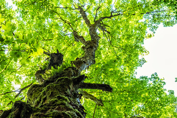 Old tree, Hrb hill, Vepor mountains, Polana, Slovakia © vrabelpeter1