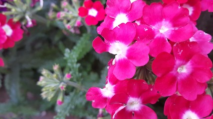 Red flower with stamens and green leaves in background