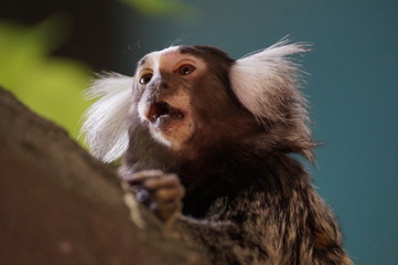  tamarin monkey