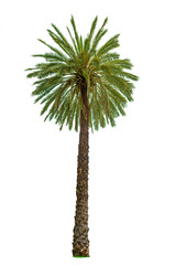 Palm tree isolated on white background