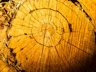 Rings, cracks, and lines on surface of an aged tree 