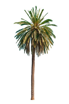 Tropical palm tree on white background