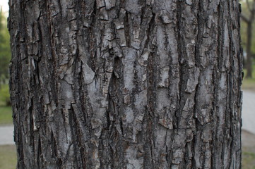 wood