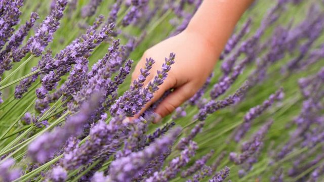 main d'enfant dans les fleurs de lavande