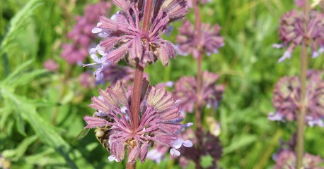 Salvia verticillata flowers in the meadow, closeup