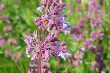 Salvia verticillata flowers in the meadow, closeup