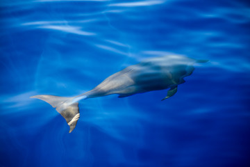 Naklejka premium dolphins in the Caribbeans oceans 