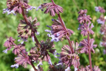 Salvia verticillata