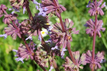 Beautiful salvia verticillata flowers in the meadow, closeup