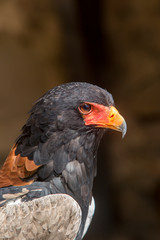 Rapace