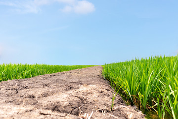 Rice field green grass surrounding crack dry soil with blue sky landscape background. feel relax and calm Concept. Copyspace and background.