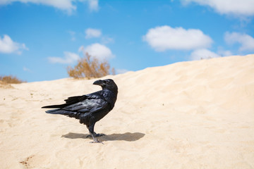 A beautiful black crow perched on the desert sand.