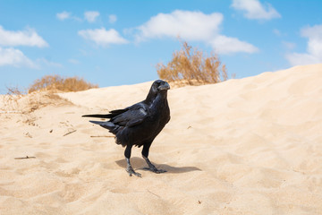 A beautiful black crow perched on the desert sand.