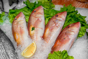 Fresh mackerel fish on ice