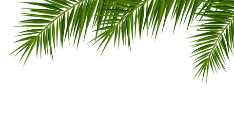 Naklejka premium Summer Tropical palm leaves. Exotic palms tree. Floral Background.