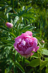 Pink peony flower with drops of water on bud on green nature background