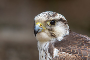 Rapace