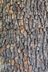 Closeup Embossed Tree Bark Texture Background