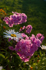 Phlox and Daisy flowers in the garden