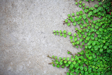 green ivy on the wall background