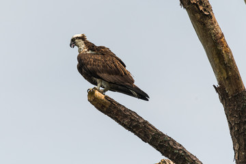 An Osprey perched in a tree