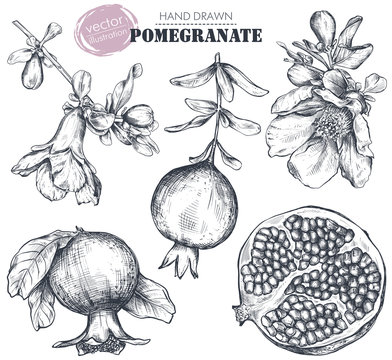 Vector collection of pomegranate fruits, flowers, branches.