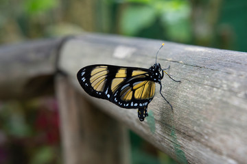 Black and yellow butterfly at Campos do Jordão, Brazil