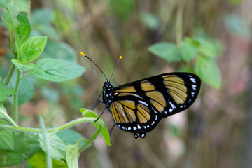 Black and yellow butterfly at Campos do Jordão, Brazil