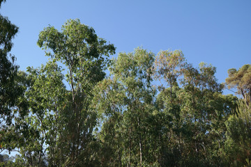 Paesaggio mediterraneo