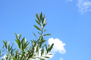 Olivenzweige - Ölzweige - Palmzweige vor blauen Himmel