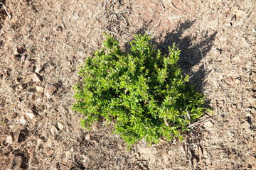 Mirto selvatico spontaneo