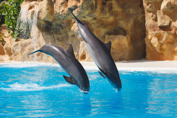 Obraz premium two jumping dolphins in blue water