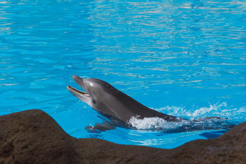 dolphin in blue water at sunny day