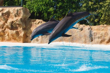 group of jumping dolphins in blue water