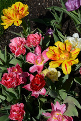 bed of colorful tulips in springtime