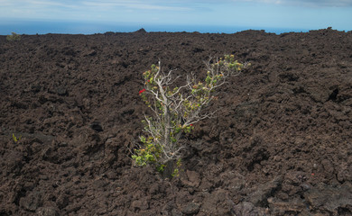 Ohia Lehua, the tree that springs from lava with red flowers in Hawaii