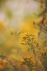 Gelbe kleine Blüten