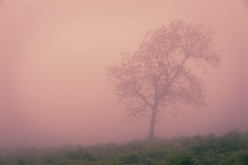 Naklejka na ściany i meble Tree in the fog