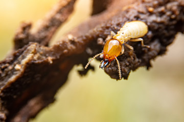 Selective focus of the small termite on decaying timber. The termite on the ground is searching for food to feed the larvae in the cavity.
