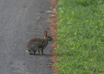 rabbit on trail with grass 