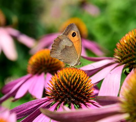 Echinacea mit Schmetterling - Bl&uuml;tenpracht im Bauerngarten