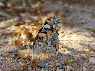 Farfalla di Giugno