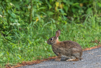 Naklejka na ściany i meble rabbit on trail with grass 