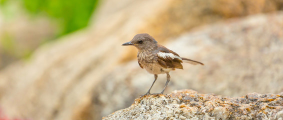 A Oriental magpie robin bird standing on a large rock in a park on a worm day, Panorama view, Natural background concept