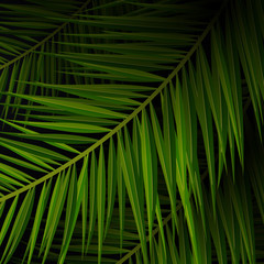 Tropical palm leaves. Exotic palms tree. Dark Floral Backgrounds.