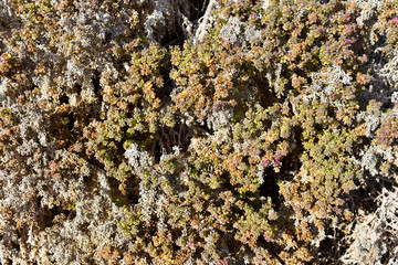 Textura del desierto de Chile