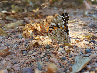 Farfalla di Giugno