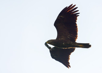 Adult Lesser spotted eagle (Clanga pomarina) flies in sky with caught field vole in his beak for nestling children