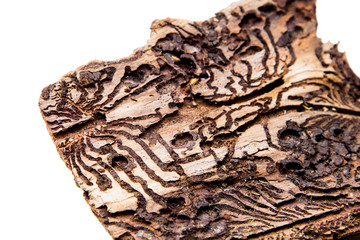 The bark of the tree isolated on white